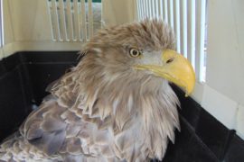 Byl odsouzen k smrti tak jako mnozí ostatní. V záchranné stanici Falco to nevzdali a včera orla vypustili na svobodu.